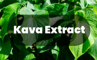 Kava Extract – The Superior Choice for Natural Skincare